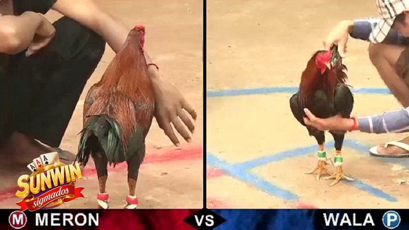 Đá Gà Sunwin - Khái niệm về đá gà trực tuyến Đá Gà Sunwin - Khái niệm về đá gà trực tuyến