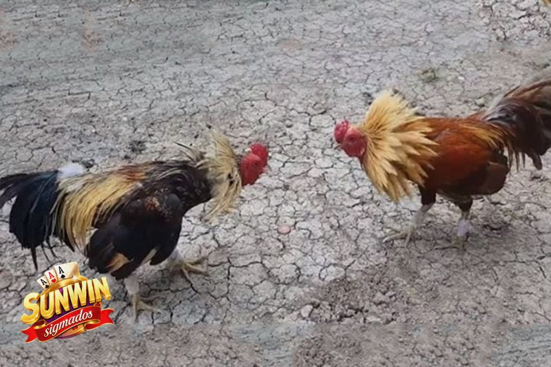 Đá Gà Sunwin - Quan sát chiến kê trước khi xuống tiền Đá Gà Sunwin - Quan sát chiến kê trước khi xuống tiền